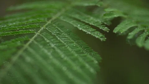 Macro shot of green leaves on tree in forest during day time, Portugal Stock Footage 129065705