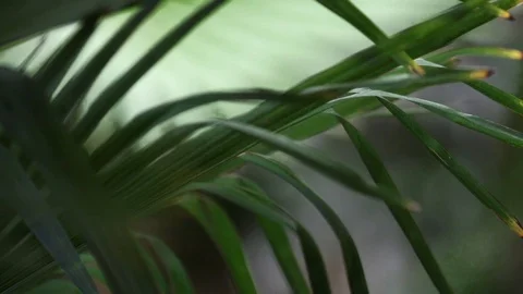 Macro shot of green leaves on tree in forest during day time, Portugal Stock Footage 129066593