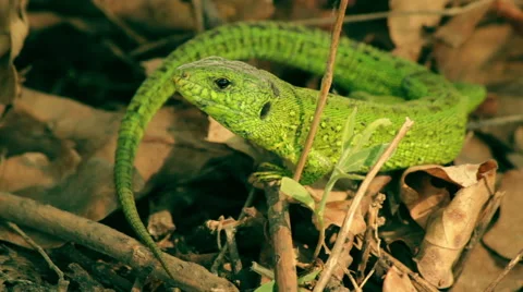 Macro shot of the green lizard Stock Footage 48259997