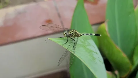 Macro Shot of a Green Marsh Hawk Dragonfly on a Leaf, Dhaka, Bangladesh Stock Footage 339352102