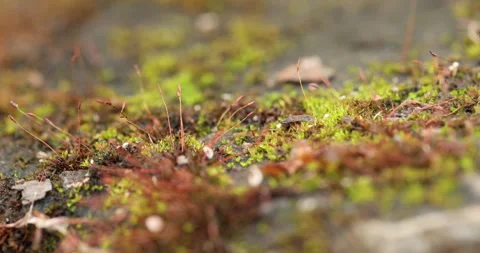 Macro shot of Green Moss on the wall Stock Footage 320388401