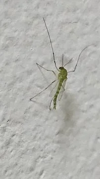 Macro Shot of a Green Non Biting Midge Chironomidae on White Wall Stock Photos