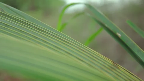 Macro Shot of Green Palm Leaf Swaying Gently in Natural Outdoor Setting Stock Footage 337529653