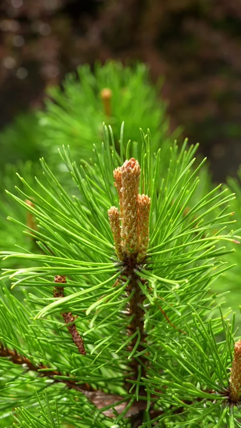Macro shot of green pine needles and young brown buds Stock Footage 335580270