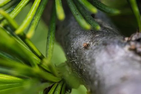 A macro shot of green pine needles emerging from a tree branch. Foto stock