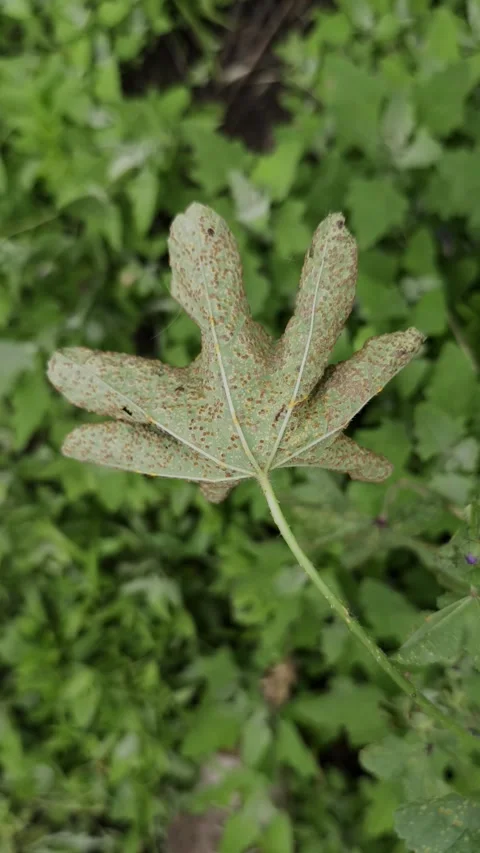 Macro shot of a green plant leaf infected with rust fungus disease. Stock-Footage 337166459