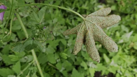 Macro shot of a green plant leaf infected with rust fungus disease. Video stock 337166474