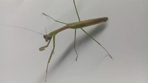 Macro shot of a green praying mantis standing on a white background Stock Footage 335611680
