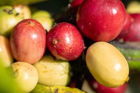 Macro shot of green robusta coffee cherry on branch Stock Photos