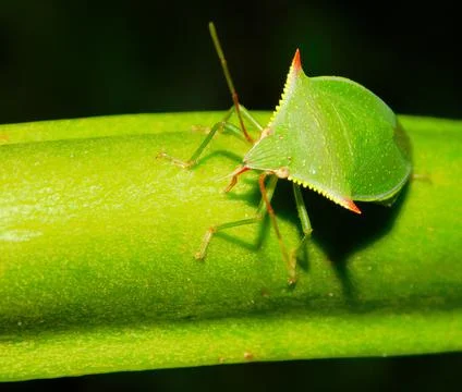 Macro shot of a green shield bug on a green leaf Stock Photos