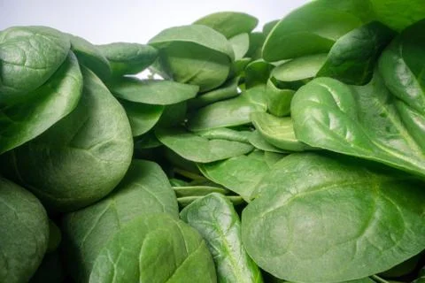 Macro shot of green spinach leafs. Bunch of spinach vegetable leafs stacked 스톡 사진