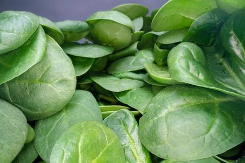 Macro shot of green spinach leafs. Bunch of spinach vegetable leafs stacked 스톡 사진