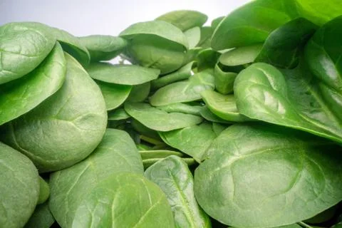 Macro shot of green spinach leafs. Bunch of spinach vegetable leafs stacked 스톡 사진