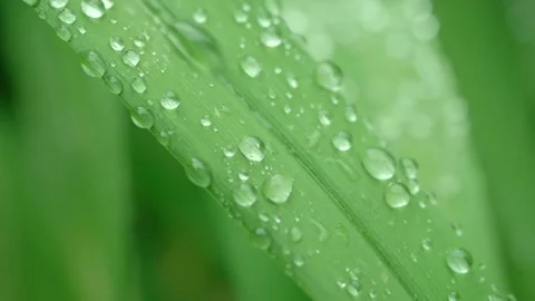 Macro shot of green stalk of plant through which water flows down after heavy Stock Footage