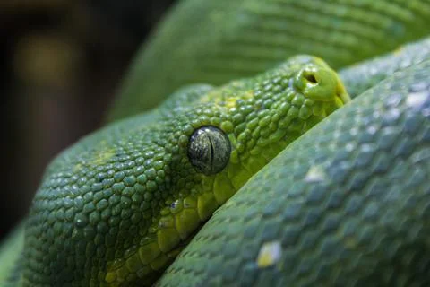 Macro shot of a Green tree python snake Photos