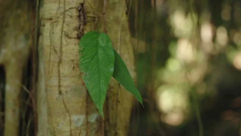 Macro Shot of Green Tropical Leaf Growing on Tree Trunk, Exotic Jungle Flora Stock Footage 327796124