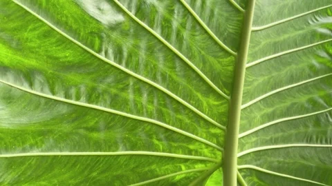 Macro Shot of Green Tropical Leaf Texture and Intricate Vein Patterns Video stock 328568620