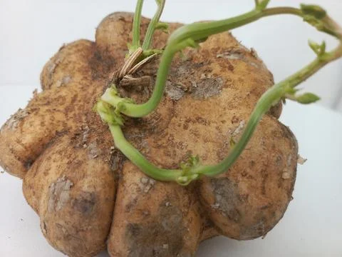 Macro Shot of Green Vines Sprouting from Jicama Tuber Stock Photos