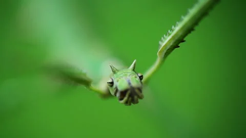 Macro shot of green walking stick, stick bug, phobaeticus serratipes head. An Video stock 186119271