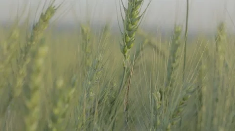 Macro shot of green wheat Stock Footage 43860508