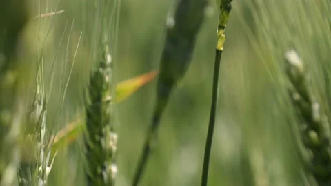 Macro shot of green wheat 動画素材 166892277