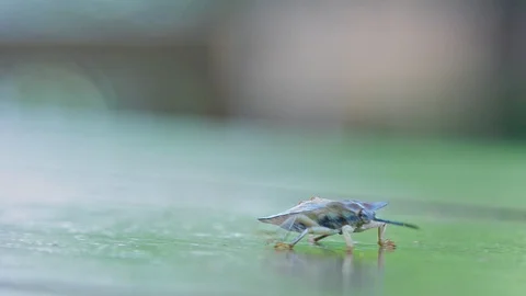 Macro shot grey cicada craws on table surface Stock Footage 100248437
