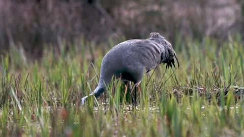 Macro shot of grey crane feet in water, slow motion clip of birds walking a.. Video stock 307412103