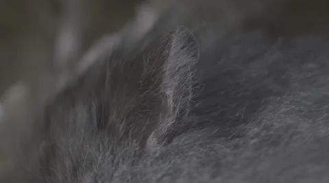 Macro shot of a grey dwarf hamster ear Stock Footage 68742935