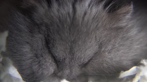 Macro shot of a grey hamster's sleeping face. Video stock 68742886