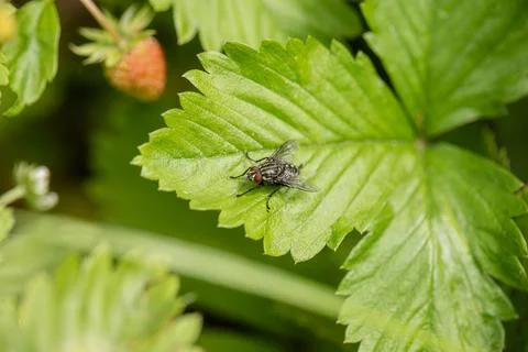 Macro shot of the grey meat fly Stock Photos
