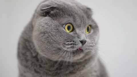 Macro shot of a grey Scottish Fold cat with shocked yellow eyes, looking up Stock Footage 310097095