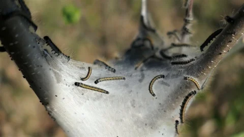 Macro shot of gross worms in their nest. Video stock 123445067