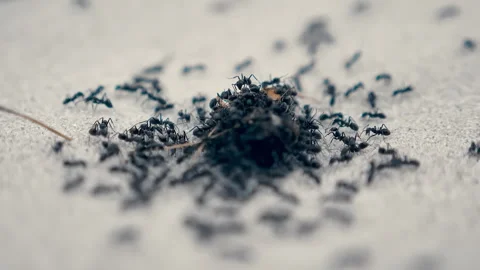 Macro shot of a group of ants eating Stock Footage 294617795