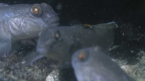 Macro shot of group of Goby in German lake Stock Footage 228467963