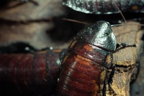 Macro shot of a group of tiny bugs on a branch Stock Photos