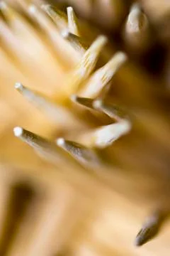 Macro shot of group of toothpicks Stock Photos