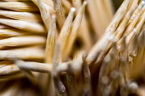 Macro shot of group of toothpicks Stock Photos