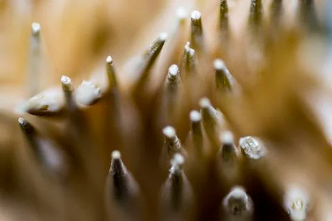 Macro shot of group of toothpicks Stock Photos