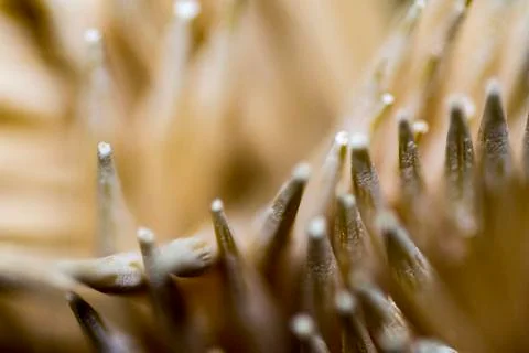 Macro shot of group of toothpicks Stock Photos