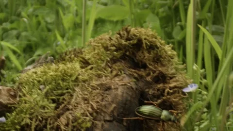 Macro shot of a hand catching a green carabid insect moving through nature Stock Footage 289743983