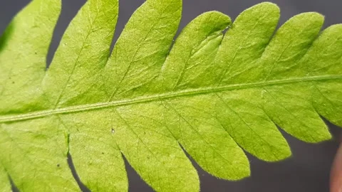 Macro Shot of Hand Gently Touching Fern Leaf Stock Footage 310365064