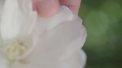 Macro shot of hands delicately touching and caressing white flower petals Stock Footage 229520824