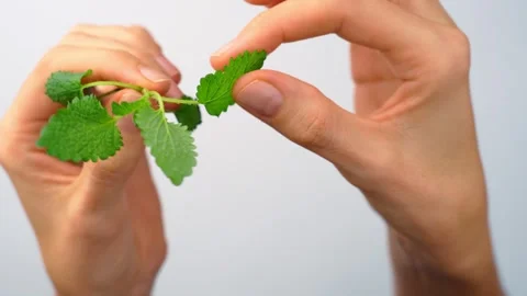 Macro shot of hands picking fresh lemon balm leaf. Detailed view of fingers Stock Footage 342975974