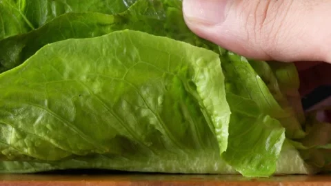 Macro shot of hands touching fresh lettuce Stock Footage 330988299