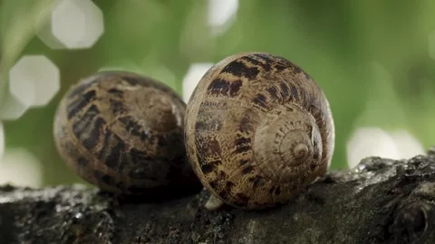 Macro shot of Helix Aspersa Muller snail shell. Two snails on branch tree Stock Footage 245383644