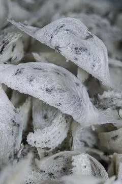 Macro shot of high-quality raw edible bird's nest strands, premium swiftlet  Stock Photos