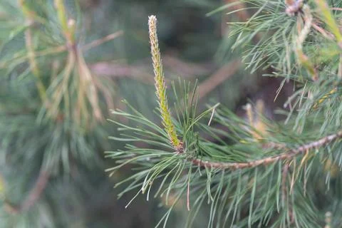 Macro shot highlighting pine shoot with clustered needles and textures. Det.. Stock Photos