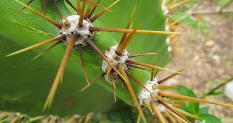 Macro shot highlighting sharp, vibrant spines and fuzzy areoles on a textur.. Stock Photos