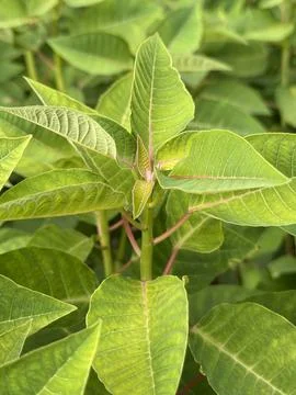 This macro shot highlights a cluster of textured green leaves, detailed with  스톡 사진
