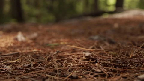 A macro shot of a hiking boot in the woods. Stock Footage 148058974